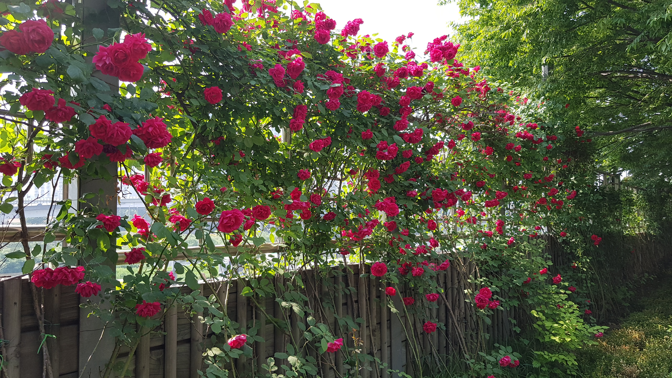 20190524_154659.jpg